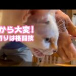 朝から大変でしたwww 爪切りは格闘技なり  2024 02 06 1(YouTube)