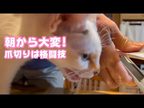 朝から大変でしたwww 爪切りは格闘技なり  2024 02 06 1(YouTube)