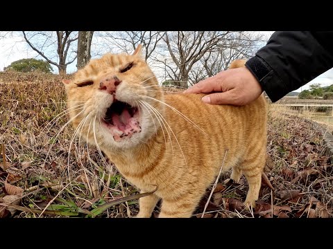 おじいちゃん茶トラ猫をモフると、甲高い声で鳴いて喜んだ(YouTube)