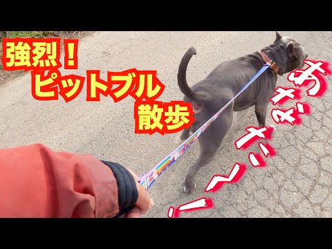 【ピットブル】普通の首輪で散歩したら強烈だった件(YouTube)