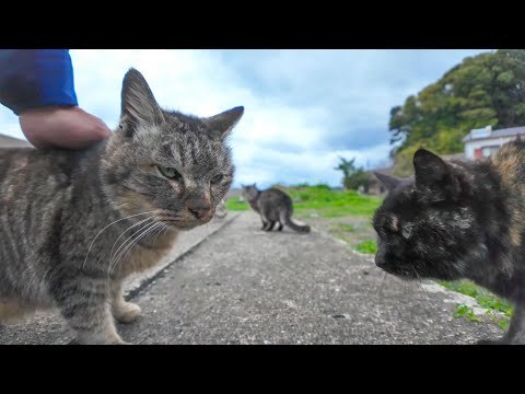漁港の街に行ったら猫が集まってきた(YouTube)
