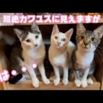 超絶カワユスに見えますが実は・・・ 2024 02 03 1(YouTube)