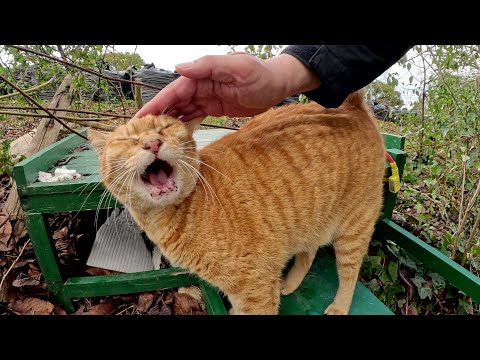 甲高い声で鳴くおじいちゃん猫が猫ハウスまで案内してくれた(YouTube)