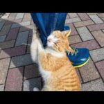 とにかく甘えてくる猫島の子猫がかわい過ぎる(YouTube)