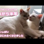 生後1ヶ月で独りぼっちになった子猫 あれから半年過ぎました  2024 02 27 2(YouTube)