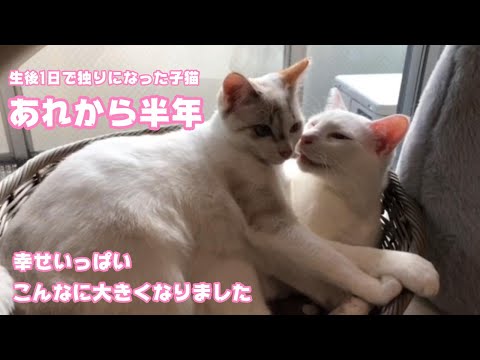 生後1ヶ月で独りぼっちになった子猫 あれから半年過ぎました  2024 02 27 2(YouTube)