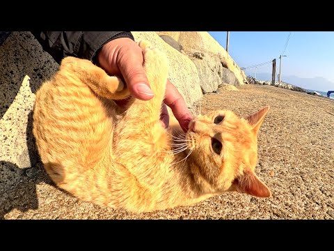 人間にモフられると、激しい甘噛み攻撃で反撃してくる茶トラ猫(YouTube)