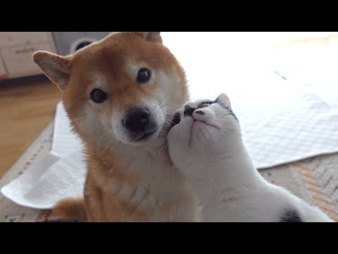 柴犬ハチと猫‥朝起きると尊すぎる姿を見せてしまう。(YouTube)
