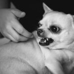犬に嫌われる『触り方』４選　タブーとされるスキンシップの取り方や主な原因とは？(ブログ)