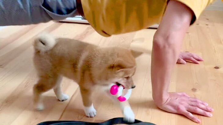 子犬が『家族を大好きになりすぎた』結果…いろいろな邪魔をする光景が最高に尊いと話題に「絶対シアワセ」「癒されます」と絶賛の声(ブログ)