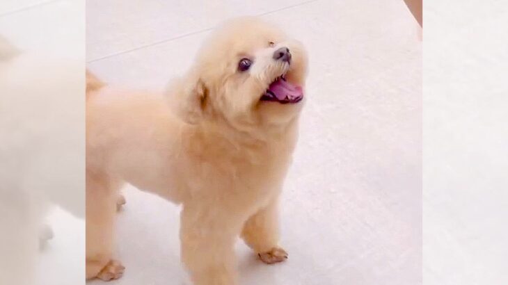犬に『おすわり』をしてもらった結果…想像の斜め上を行く行動が222万再生「まるでプロのアイドル」「かわいすぎてIQ3になる」(ブログ)