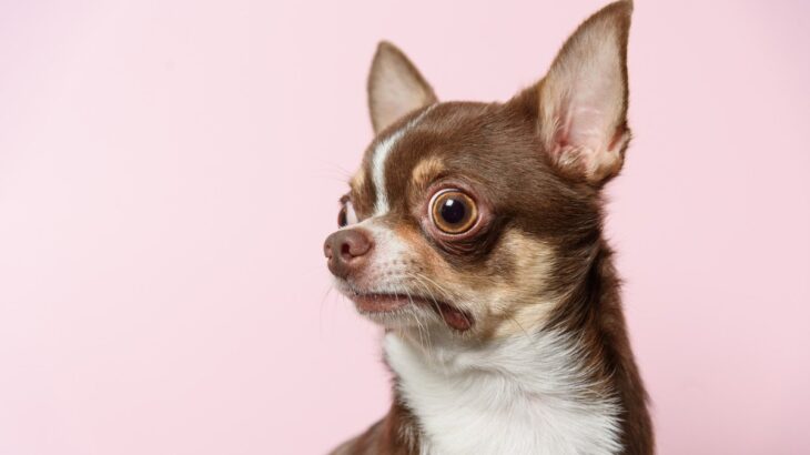 犬が『びっくりしている時』に見せる仕草や行動５選　見極めるべきサインや驚かさないための配慮とは(ブログ)