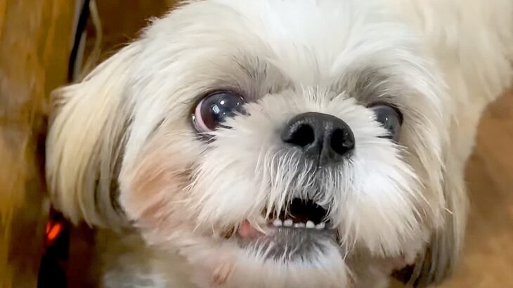 犬と『トマトを巡って大ゲンカ』した結果…”トマト愛”を必死に訴える光景が9万3000再生「おしゃべり上手」「熱い思いが伝わる」(ブログ)