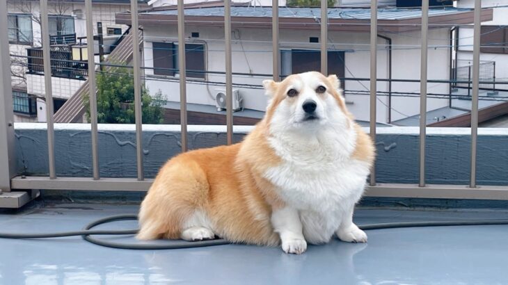 「ゾウアザラシかトドみたい」愛らしいフォルムの犬に「確かに見えなくもないｗ」と14万表示を突破(ブログ)