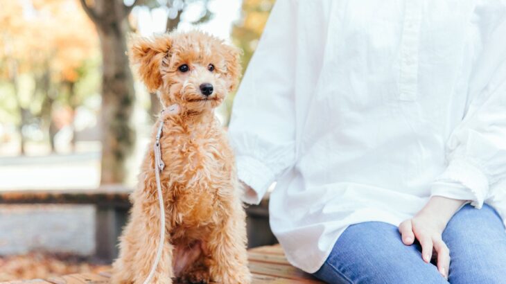 犬にしつけでおすわりをさせる必要はあるのか？なんのためにおすわりを教えるのかを考えよう(ブログ)