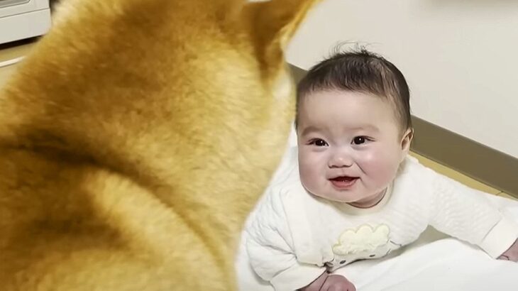 赤ちゃんが犬を見ると…動くだけで『大爆笑』してしまう光景が幸せすぎると70万再生「微笑ましい」「ハッピーが詰まってる」(ブログ)
