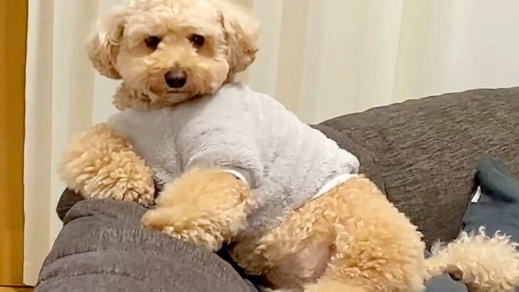 前世は人間…？犬がソファーでくつろいでいる姿が『人間にしかみえない』と26万再生「黄昏れてて草」「中身おっさんｗ」と爆笑の声(ブログ)