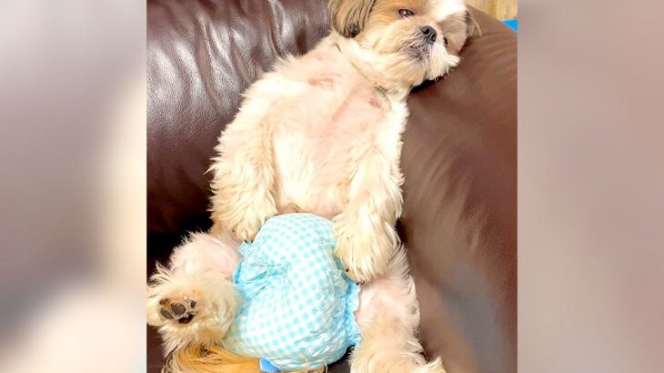 犬が退屈な日々を憂いていたら…『スリッパを運ぶ仕事があった！』と気付く光景が228万再生「立派なお仕事」「私にも運んでほしい」(ブログ)