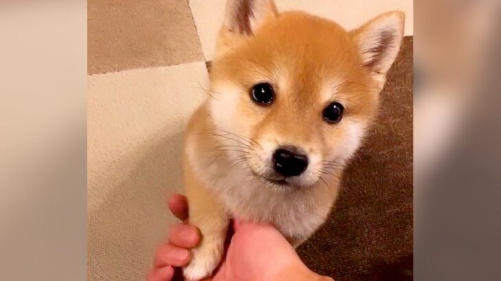 子犬と『お手の練習』した結果…意味がよくわかっていない姿が可愛すぎると350万再生「神レベルの尊さ」「一途な眼差しがたまらん」(ブログ)