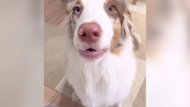 犬が『家族が遊んでくれなくて』とった行動…ぐずりながら文句を言う光景が193万再生「めっちゃ話してる」「お喋り上手」と絶賛の声(ブログ)