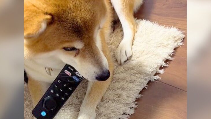 犬からリモコンを取り返そうとした結果…まさかの展開が面白すぎると202万再生「想像の10倍早かった」「見破られてて草」爆笑の嵐(ブログ)