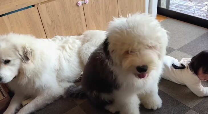 大きくなってる自覚がない大型犬パピーの行動にクスッ！「モフモフなやんちゃ坊主」「デカい赤ちゃんwww」(ブログ)