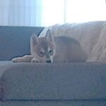 子犬の『お留守番』撮影してみたら…亡き先住犬とそっくりな行動に1万9000人が涙「生まれ変わりだ」「泣いてしまいました」(ブログ)