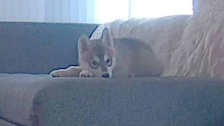 子犬の『お留守番』撮影してみたら…亡き先住犬とそっくりな行動に1万9000人が涙「生まれ変わりだ」「泣いてしまいました」(ブログ)