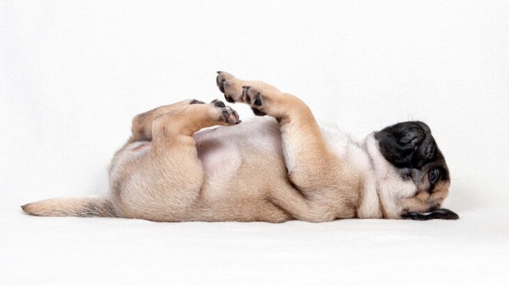 犬の『体勢』でわかる6つの心理　どんな意味があるの？愛犬のポーズでわかる本当の気持ちとは(ブログ)