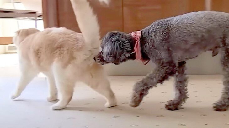 犬が『トイレ直後の猫のお尻』を嗅いだ結果…まさかのリアクションに6万3000再生の反響「面白すぎ」「コントみたい」と爆笑の声(ブログ)