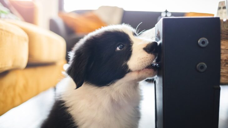 犬が家具をかじってしまうときの原因と対処法！環境を見直して愛犬の欲求を満たしてあげよう(ブログ)