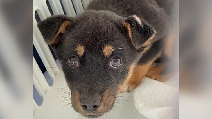 生後2ヵ月の『野犬の子犬』を預かった結果…元気に育った光景が感動的だと116万再生「後は幸せになるだけ」「何て素敵な成長記録」の声(ブログ)