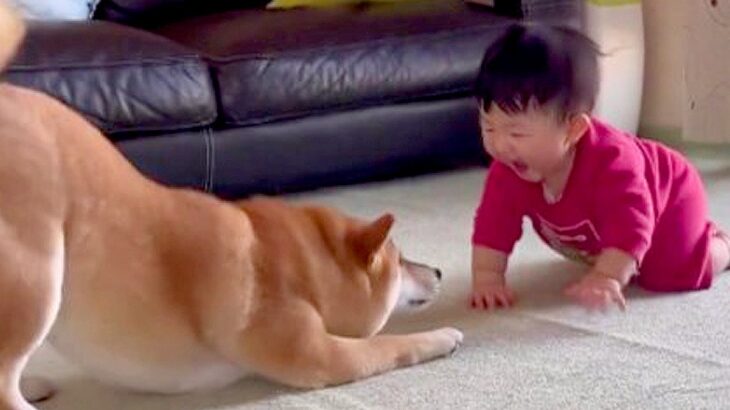 犬に『赤ちゃんと遊んであげて』とお願いしてみたら…「天才か」「さすがにIQ高い」優しすぎる驚きの行動が71万再生(ブログ)