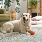 犬が『警戒していない時』にみせる5つの行動　可愛すぎる仕草や愛犬からの愛情表現とは(ブログ)