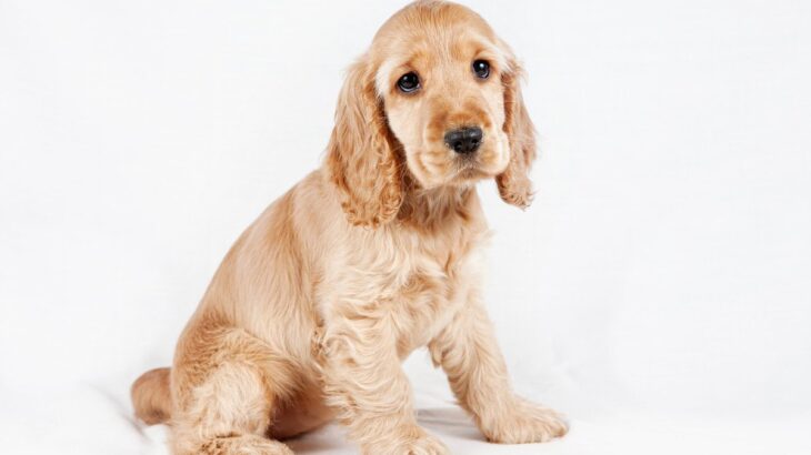 犬が『嬉しくない』ときにする6つの行為　仕草や表情でわかる愛犬の本当の気持ちとは(ブログ)