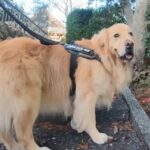 大型犬のお迎えを『諦めなくてよかった』と感じる理由…優しさが溢れるお姿に1万いいね集まる「何か涙出てきた」「素敵な関係」(ブログ)