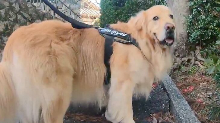 大型犬のお迎えを『諦めなくてよかった』と感じる理由…優しさが溢れるお姿に1万いいね集まる「何か涙出てきた」「素敵な関係」(ブログ)