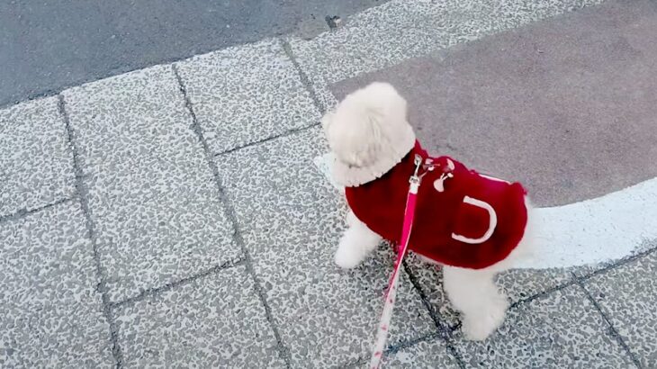 犬が散歩中に『病院帰りの家族』を見つけると…思わず抱きしめたくなる反応が7万2000再生「感情表現豊か」「純粋でストレートな愛」(ブログ)