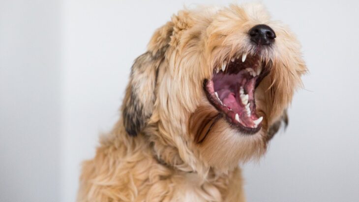 犬を無視した方がいい『タイミング』4選　主なメリットや注意すべきポイントまでご紹介(ブログ)
