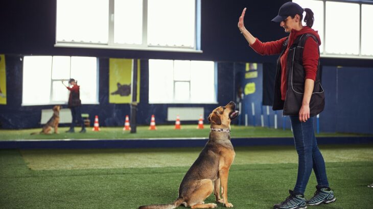 犬の問題行動の原因は生活の中に潜んでいる可能性も？解決をするためにも「観察」することが大切(ブログ)