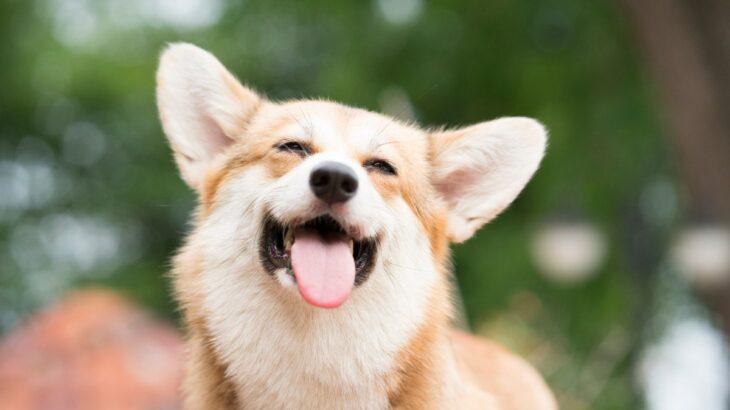 犬が『耳を動かす』心理4選　喋らなくても耳の形で気持ちが読み取れる？(ブログ)