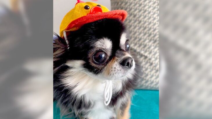 犬の帽子についた『プロペラ』回してみると…驚く光景がかわいすぎると74万4000再生「いい顔するねｗ」「本当に飛びそう」の声(ブログ)