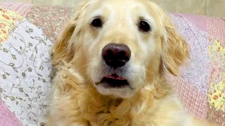 大型犬が『絶望顔』になってしまったワケ…かわいすぎる理由に21万9000再生の反響「表情よすぎる」「完璧なお迎えポーズｗ」の声(ブログ)
