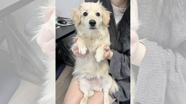 子犬に小さなツノが生えた…？成長した頭頂部のパヤ毛に「可愛すぎる」と話題　6万いいねを集める(ブログ)