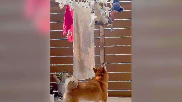『犬のおもちゃ』洗濯した結果…わかりやすくうろたえてしまう姿が切ないと56万再生「なんて悲しい声」「心配してるようにも見える」(ブログ)
