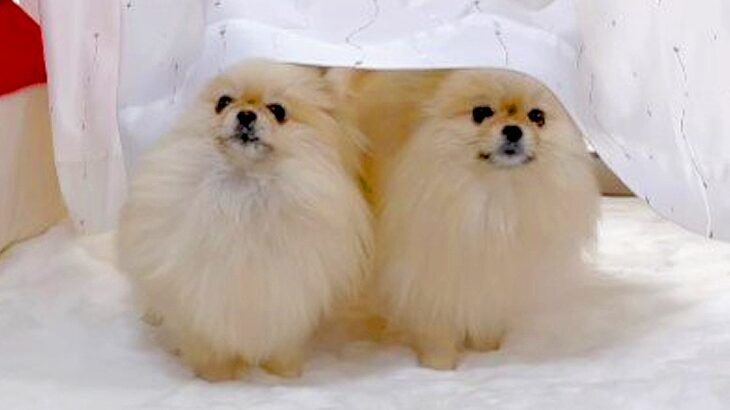 2匹の犬に『いないいな～い』と言ってみた結果…可愛すぎる”カーテンかぶり”に驚きが隠せないと109万再生「シンクロすごい」の声(ブログ)
