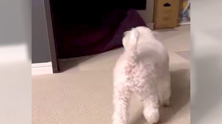 犬が突然吠えてビビり始めた…可愛すぎる理由に6万5000再生の反響「逃げ足はやっ」「メチャクチャ笑いました」と爆笑の声(ブログ)
