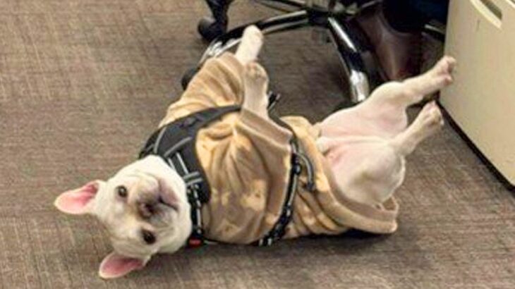 『会社に犬が転がっている』光景がかわいすぎると131万再生 「理想の仕事環境」「仕事が手につかない」と大絶賛の声(ブログ)