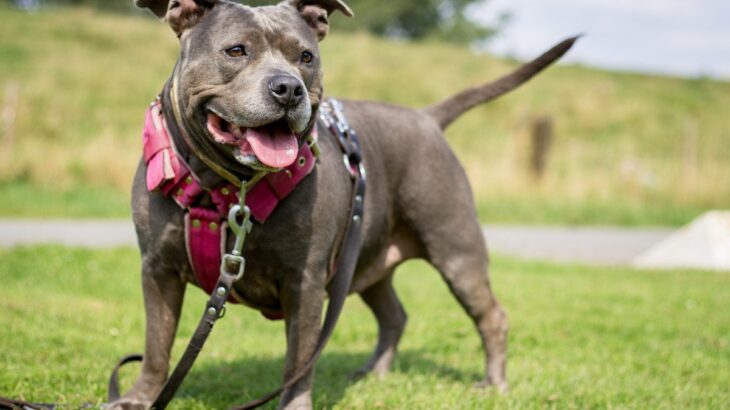 犬の散歩で使う『ダブルリード』その意味とは？愛犬の命に関わる事故を防ぐことができるかも(ブログ)
