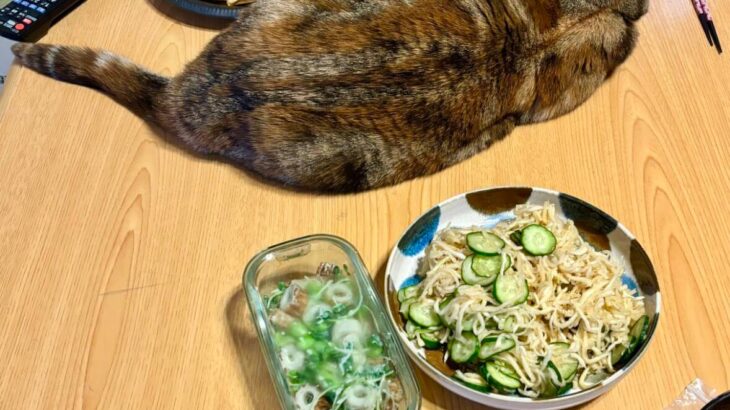 猫を見ながら何杯でもご飯を食べられそう！「猫のしつけに失敗した家の食事風景」に共感する人が続出(ブログ)